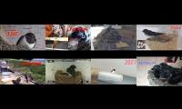 birdsnestinglivestream31