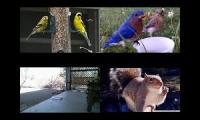 birdsnestinglivestream73