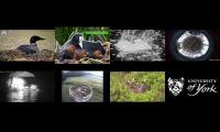 birdsnestinglivestream37