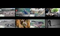 birdsnestinglivestream34