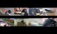 birdsnestinglivestream31