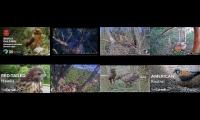 birdsnestinglivestream62