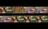 honeygoatshoneygoats