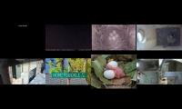 birdsnestinglivestream71