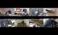 birdsnestinglivestream31
