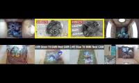 birdsnestinglivestream9