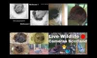 birdsnestinglivestream8