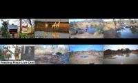 birdsnestinglivestream79