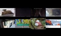 birdsnestinglivestream71