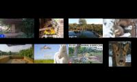 birdsnestinglivestream70