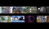 birdsnestinglivestream10