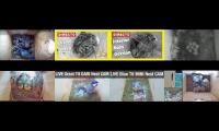 birdsnestinglivestream9