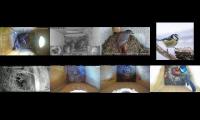 Thumbnail of birdsnestinglivestream45