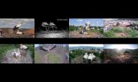 birdsnestinglivestream43