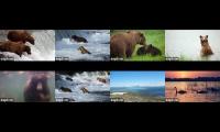 Katmai Web Cams with 8 cameras