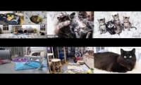 Kitten Academy, Kitten Rescue Sanctuary, Tiny Kittens, Kitkat Playroom