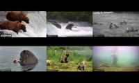 Katmai Brooks Bears Cams
