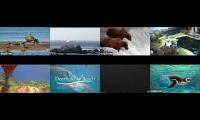 birdsnestinglivestream27