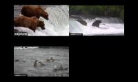 Katmai Brooks Bears Cams Falls and Riffles