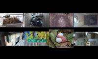 birdsnestinglivestream71
