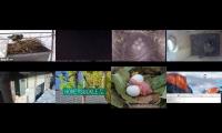 birdsnestinglivestream71