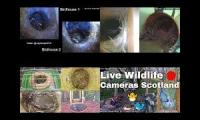 birdsnestinglivestream8