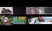 birdsnestinglivestream71