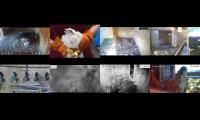 birdsnestinglivestream5