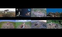 birdsnestinglivestream16