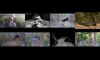 birdsnestinglivestream19