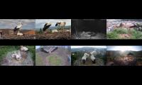 birdsnestinglivestream43