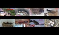 birdsnestinglivestream31