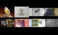 birdsnestinglivestream74