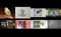 birdsnestinglivestream74
