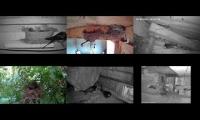 birdsnestinglivestream83