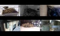 Thumbnail of birdsnestinglivestream86