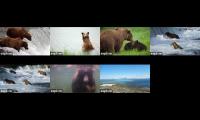 Explore Bear Cams 2021 multi view