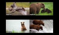 Explore.org Favorite Live Cameras