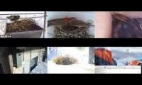 birdsnestinglivestream86