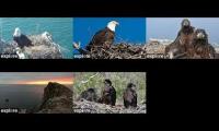 Explore Catalina Island Eagles