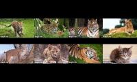 Explore Big Cat Rescue 8 cams
