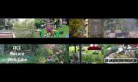 birdsnestinglivestream85