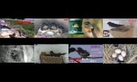 Thumbnail of birdsnestinglivestream31