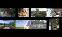 birdsnestinglivestream70