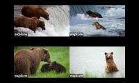 2021 Explore.org Brown Bear live cams low option