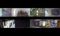 birdsnestinglivestream10