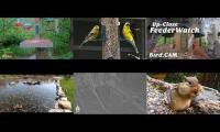 Thumbnail of birdsnestinglivestream73
