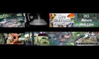 birdsnestinglivestream86