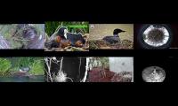 Thumbnail of birdsnestinglivestream37