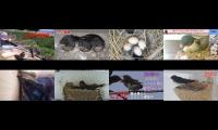 birdsnestinglivestream31